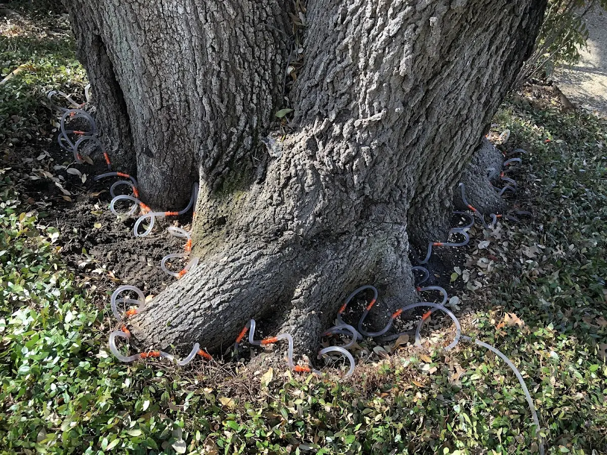 Detailed Tree Cabling and Bracing job site in Polk